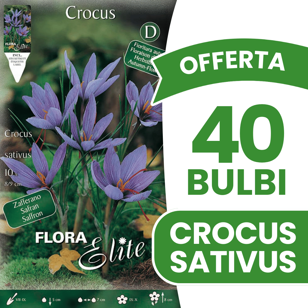 OFFERTA 40 BULBI CROCUS SATIVUS AUTUNNALI