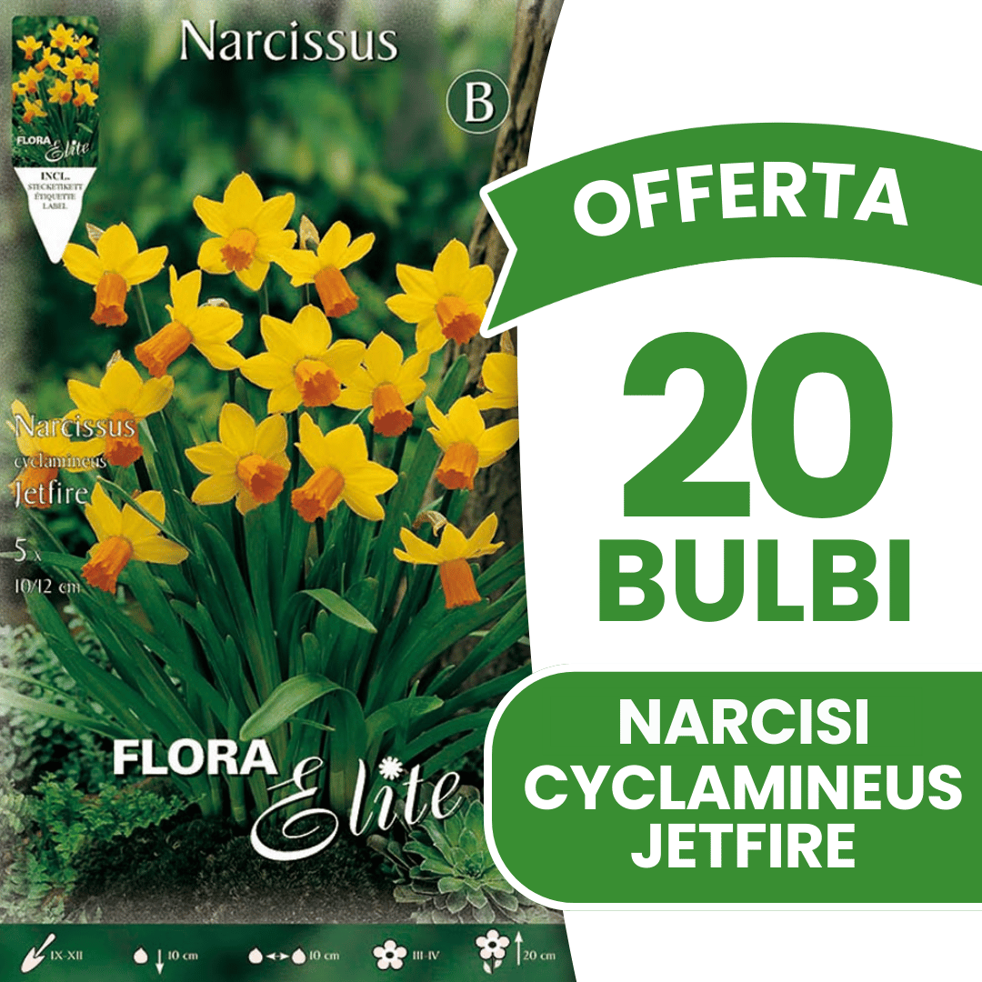 OFFERTA 20 BULBI NARCISO CYCLAMINEUS JETFIRE