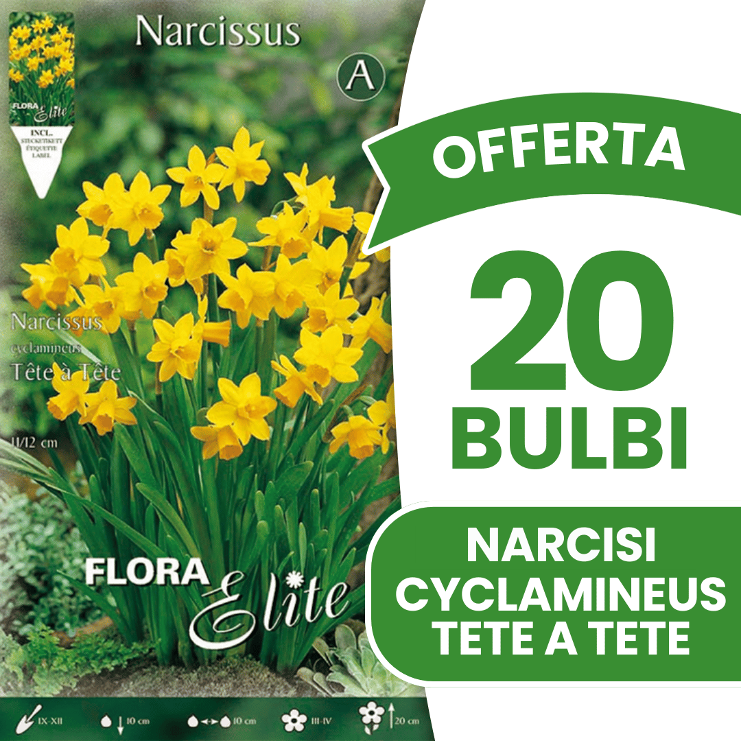 OFFERTA 20 BULBI NARCISO CYCLAMINEUS TETE A TETE