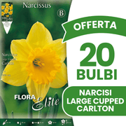 OFFERTA 20 BULBI NARCISO LARGE-CUPPED CARLTON