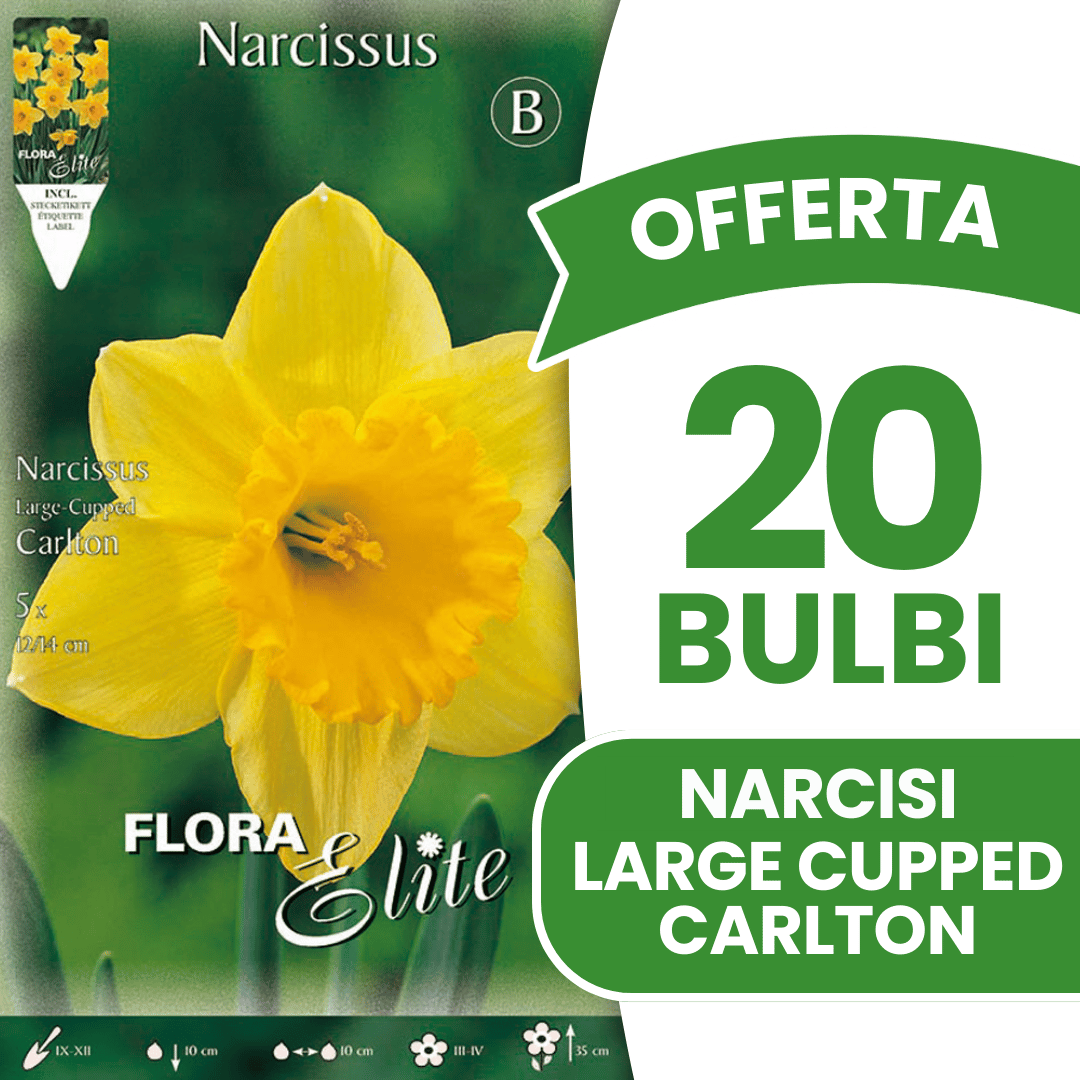 OFFERTA 20 BULBI NARCISO LARGE-CUPPED CARLTON