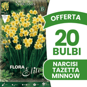 OFFERTA 20 BULBI NARCISO TAZETTA MINNOW