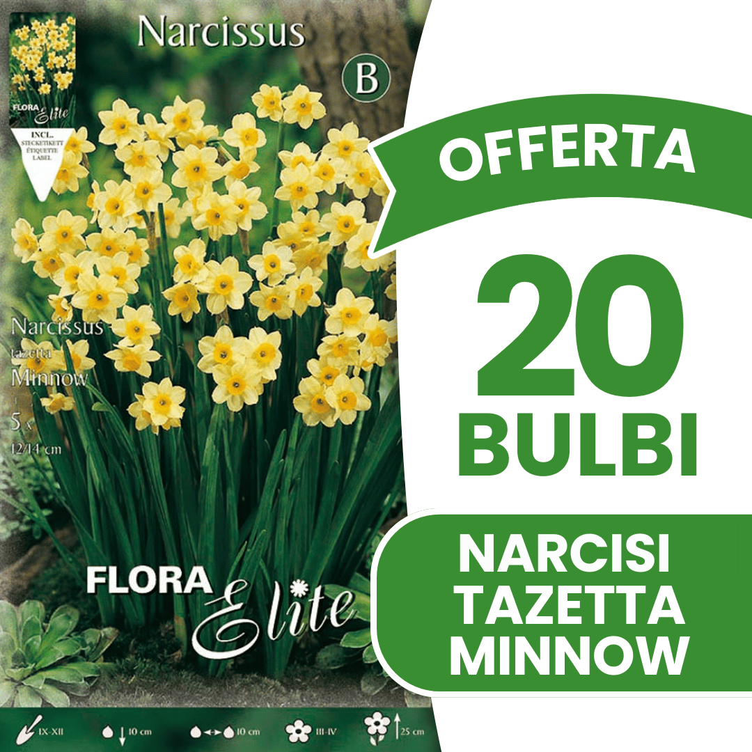 OFFERTA 20 BULBI NARCISO TAZETTA MINNOW