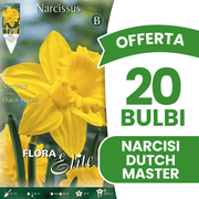 OFFERTA 20 BULBI NARCISO TRUMPET DUTCH MASTER