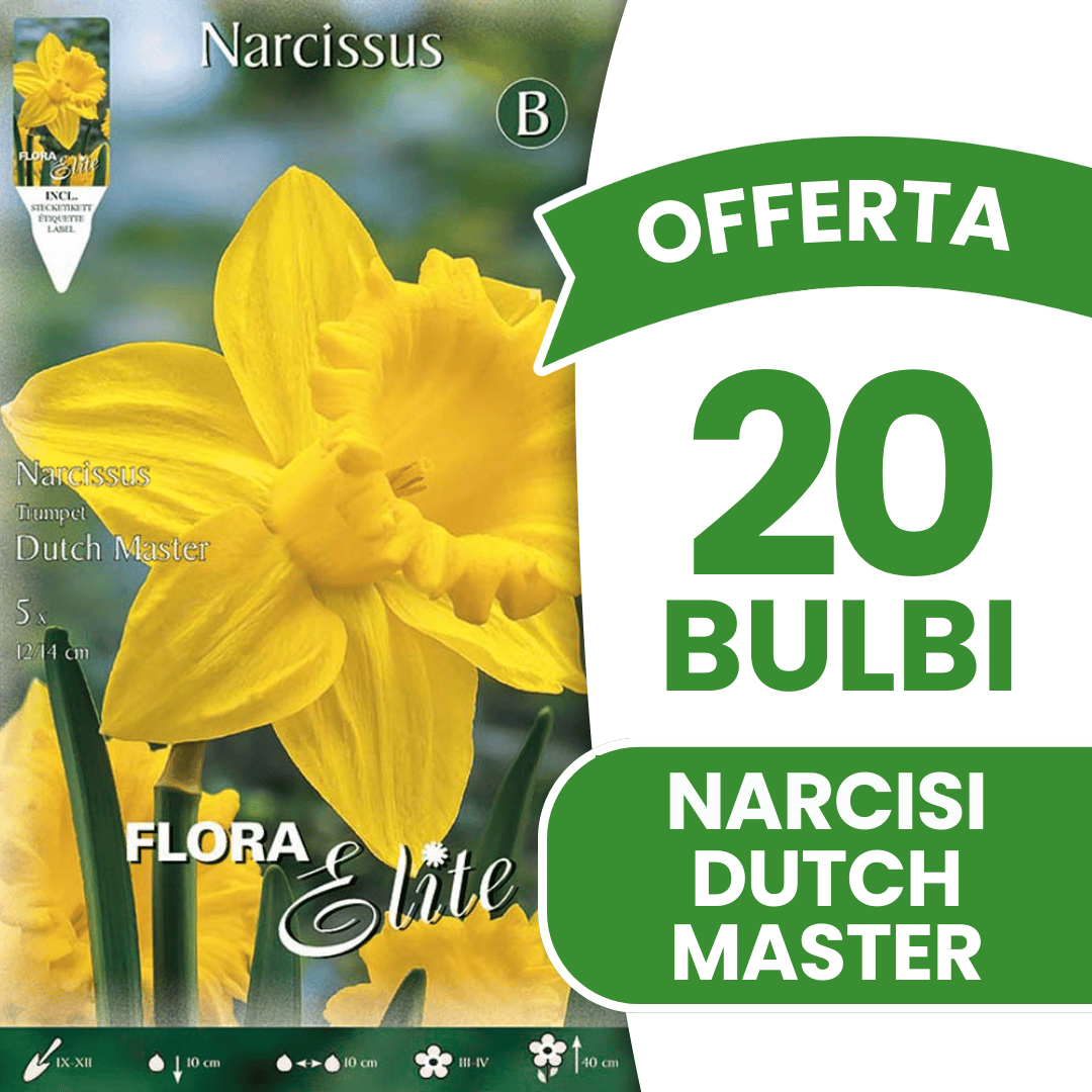 OFFERTA 20 BULBI NARCISO TRUMPET DUTCH MASTER
