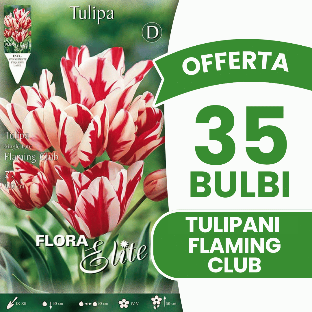 OFFERTA 35 BULBI TULIPANO MULTIFIORI FLAMING CLUB