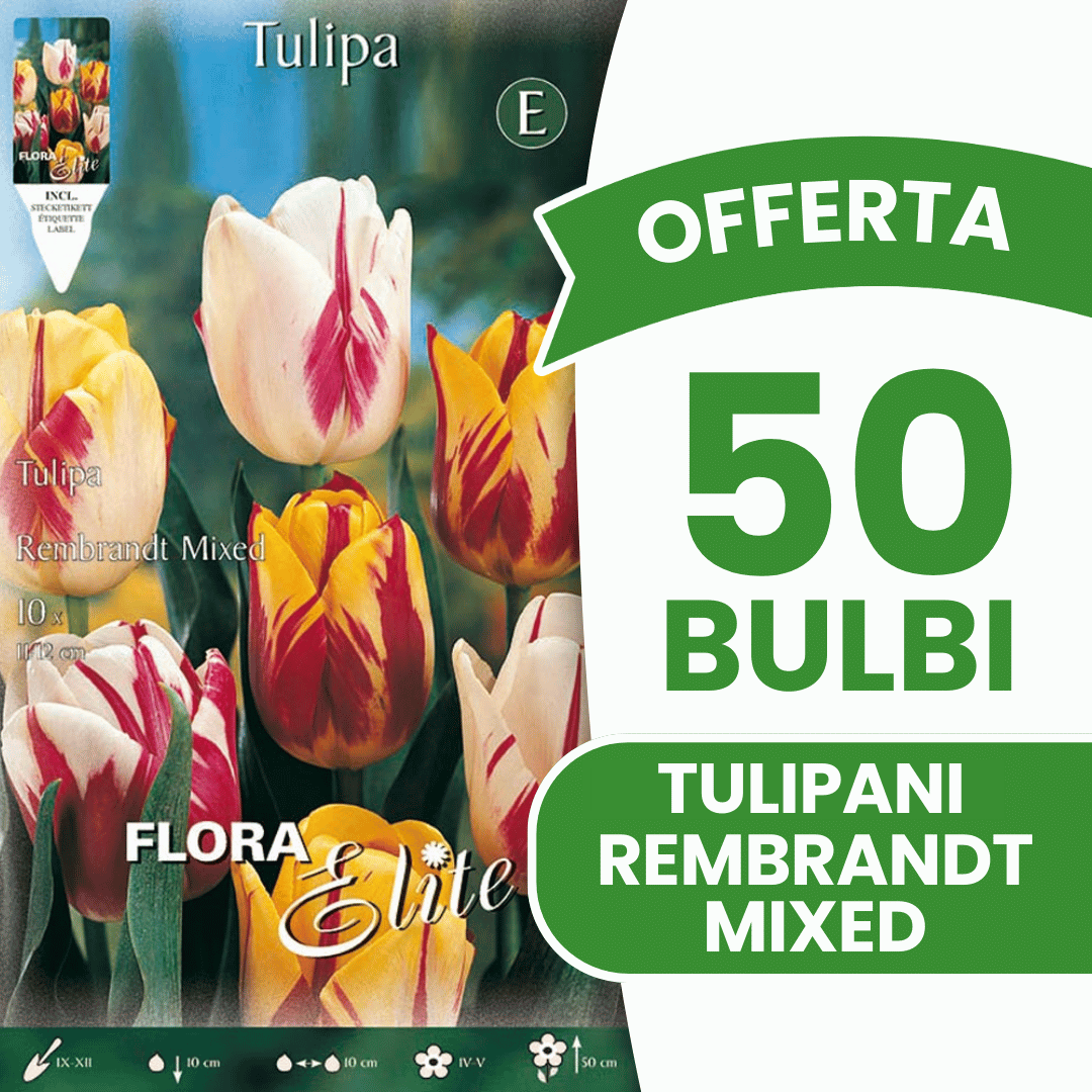 OFFERTA 50 BULBI TULIPANO REMBRANDT MIX DI COLORI