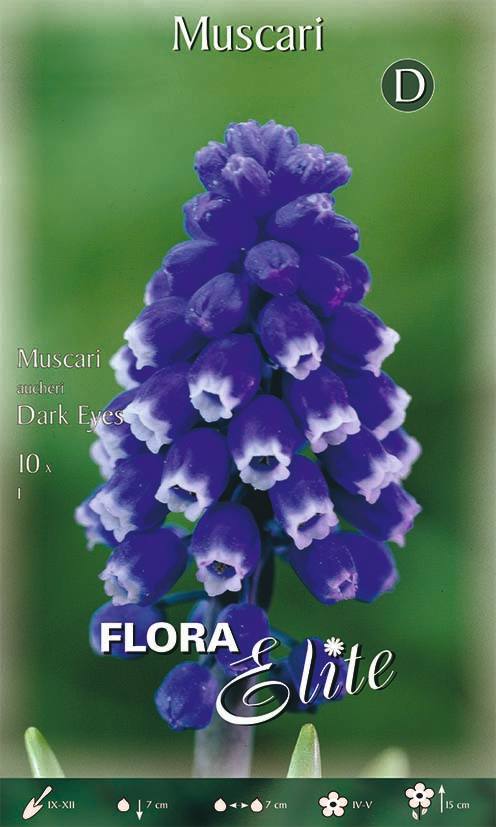 Bulbi di Muscari Aucheri Dark Eyes 10 Bulbi - immagine 1
