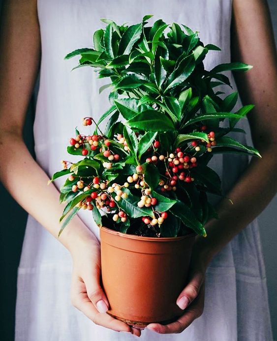 ARDISIA CRENATA BOSPREMIUM VASO 15CM
