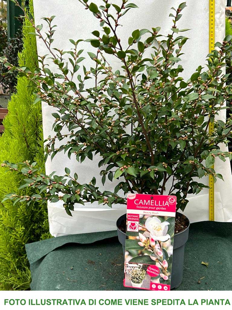 CAMELIA JAPONICA BEAUTY BLUSH VASO 19CM