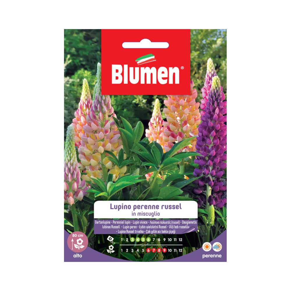 SEMI LUPINO PERENNE RUSSEL MIX BLUMEN