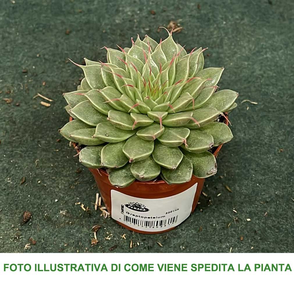 TACITUS GRAPTOPETALUM VASO 8.5CM
