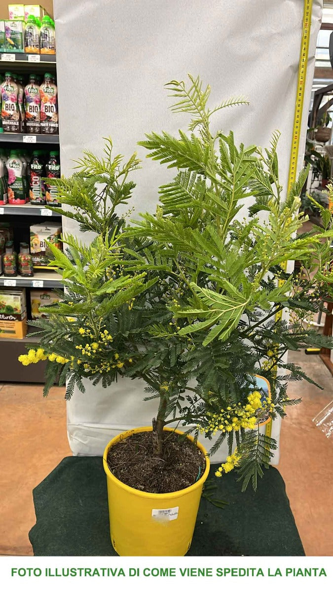 MIMOSA ACACIA DEALBATA IN VASO 20CM H70CM