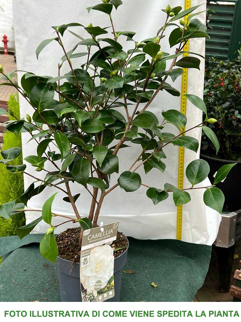 CAMELIA JAPONICA NUCCIO'S GEM VASO 19CM