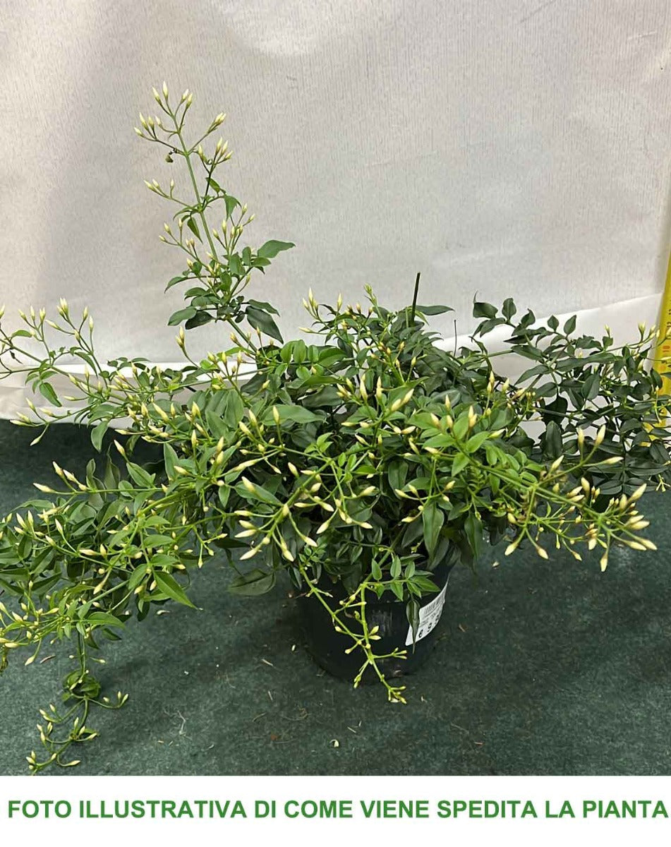 JASMINUM POLYANTHUM GELSOMINO VASO 12CM