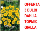 OFFERTA 3 BULBI DAHLIA TOPMIX GIALLA