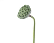 RAMO LOTO DECORATIVA 7X84CM VERDE
