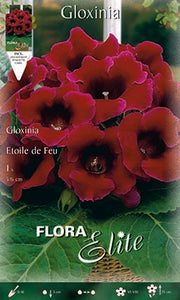 GLOXINIA ETOILE DE FEU (CONFEZIONE DA 1 BULBO)