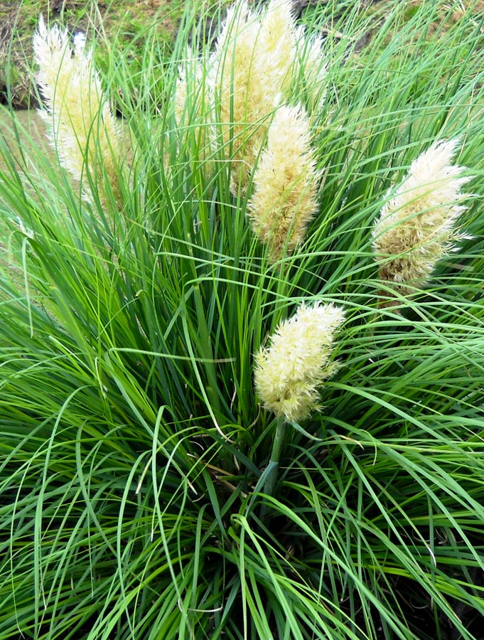 CORTADERIA MINIPAMPAS VASO 17CM