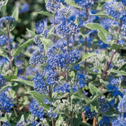 CARYOPTERIS HEAVENLY BLUE VASO 19CM