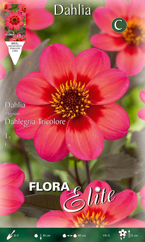 DAHLIA COLLAR DAHLEGRIA TRICOLORE (CONFEZIONE DA 1 BULBO)