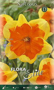Bulbi di Narciso Split-Corona Congress 5 Bulbi - immagine 1