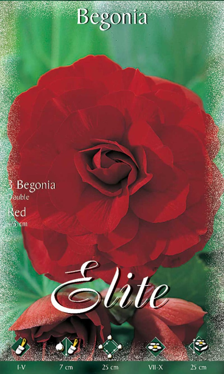 BEGONIA DOUBLE ROSSO (CONFEZIONE DA 3 BULBI)