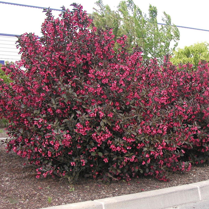 WEIGELA ALEXANDRA VASO 23CM