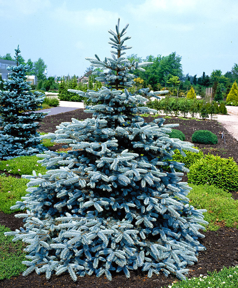 PICEA PINO ARGENTATO IN VASO 26CM CONIFERA NANA
