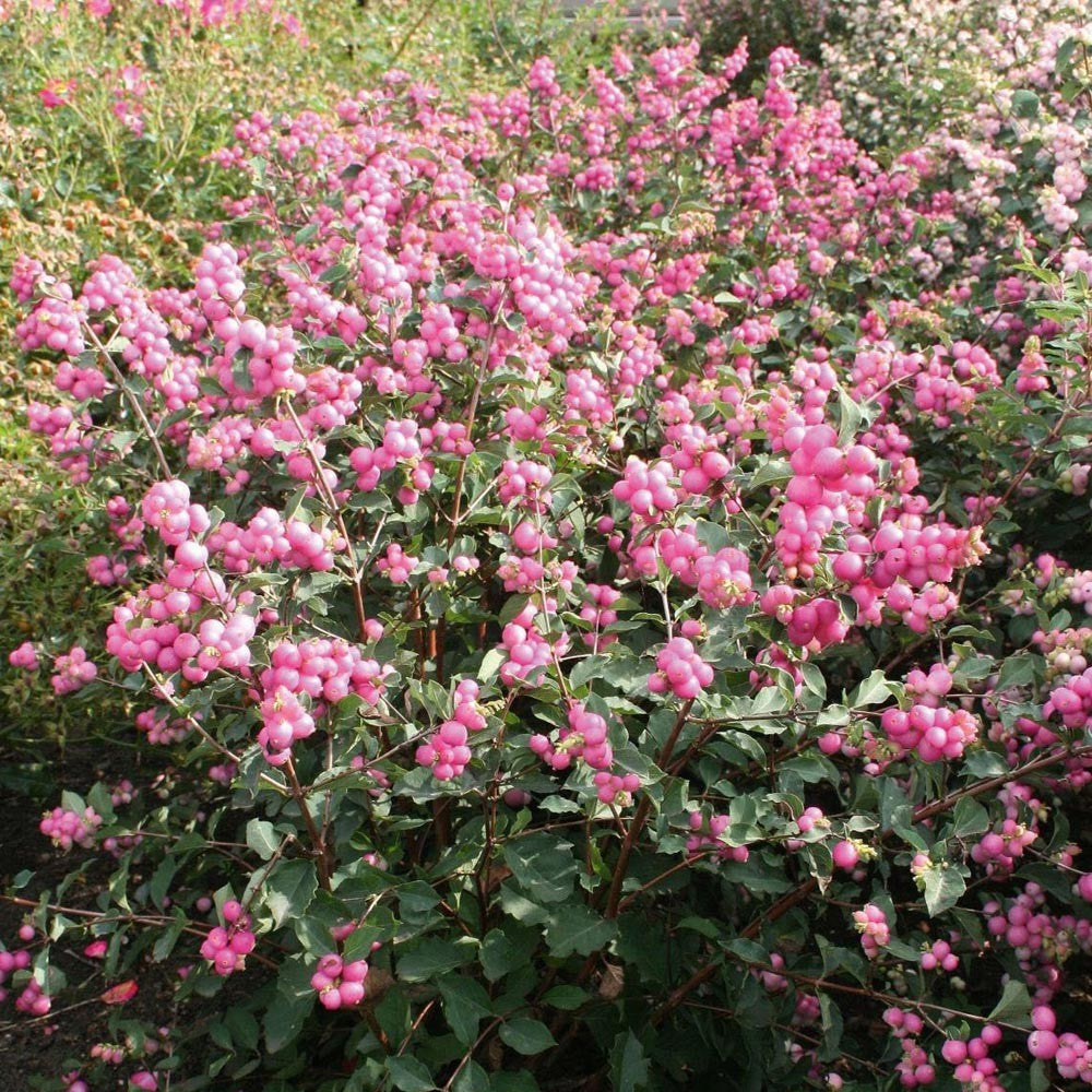 SYMPHORICARPOS ALBERO DELLE PERLE MAGICAL VASO DA 19CM