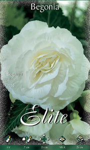 BEGONIA DOUBLE BIANCA (CONFEZIONE DA 3 BULBI)