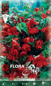 BEGONIA PENDULA ROSSA (CONFEZIONE DA 3 BULBI)