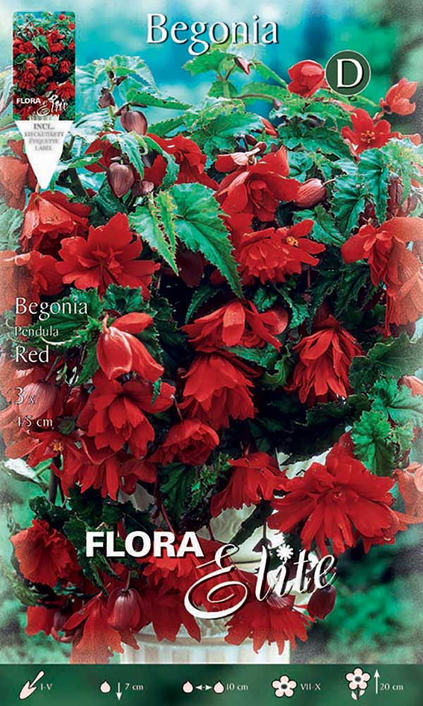 BEGONIA PENDULA ROSSA (CONFEZIONE DA 3 BULBI)