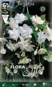 BEGONIA PENDULA BIANCO (CONFEZIONE DA 3 BULBI)