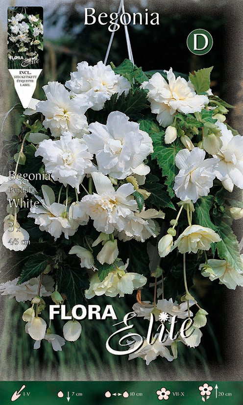 BEGONIA PENDULA BIANCO (CONFEZIONE DA 3 BULBI)