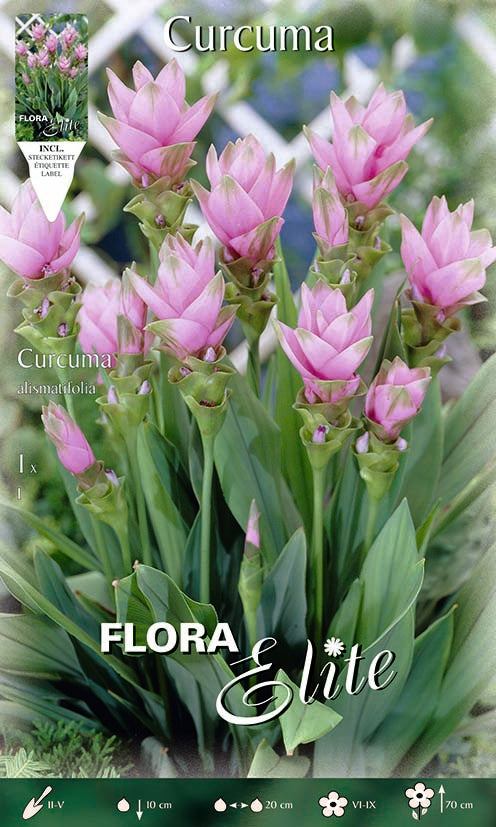 CURCUMA ALISMATIFOLIA (CONFEZIONE DA 1 BULBO)