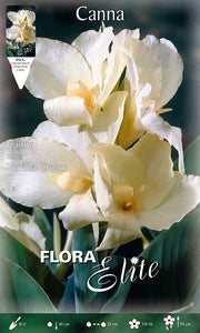 CANNA VANILLA CREAM (CONFEZIONE DA 1 BULBO)