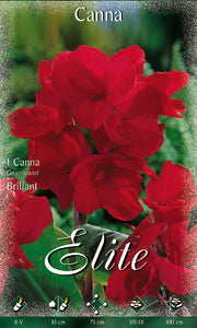 CANNA GREEANLEAVED BRILLIANT (CONFEZIONE DA 1 BULBO)
