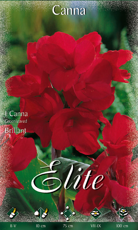 CANNA GREEANLEAVED BRILLIANT (CONFEZIONE DA 1 BULBO)