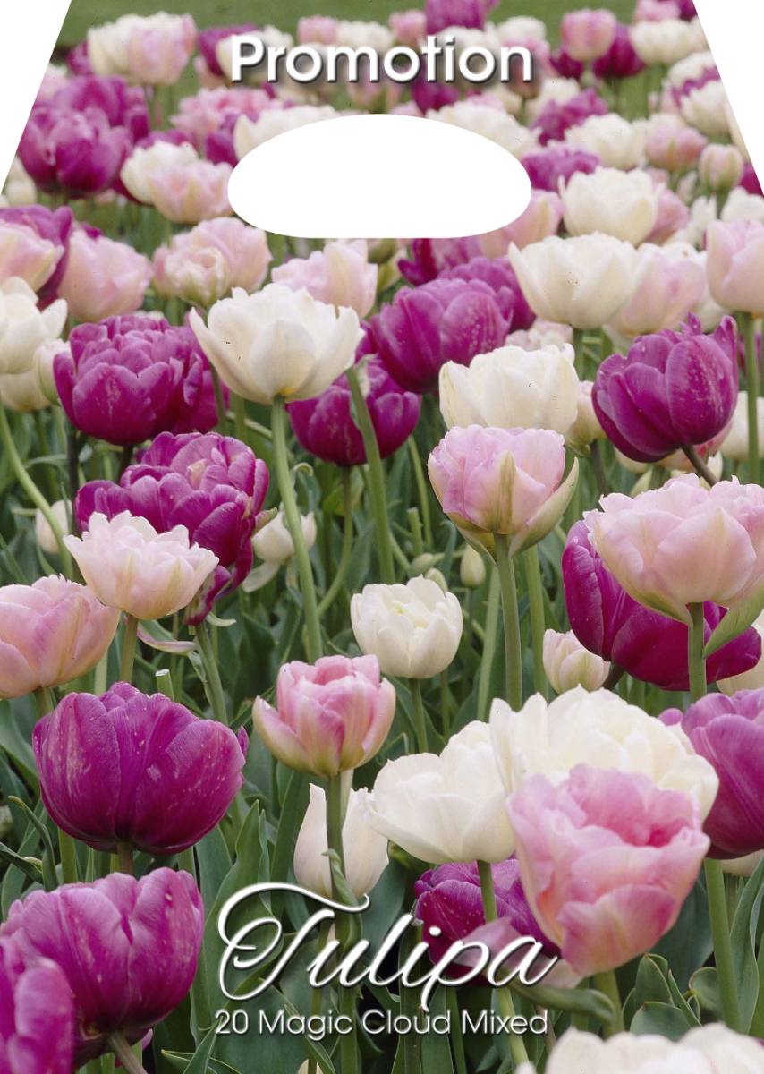 Mix Bulbi di Tulipano Magic Cloud 20 Bulbi - immagine 1