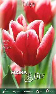 TULIPANO TRIUMPH VAMPIRE (CONFEZIONE DA 7 BULBI)