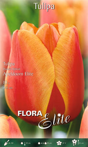 TULIPANO DARWIN HYBRID APELDOORN ELITE (CONFEZIONE DA 10 BULBI)