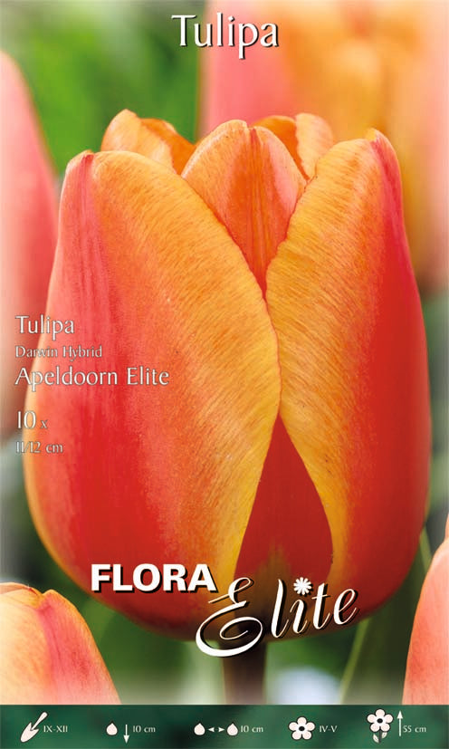TULIPANO DARWIN HYBRID APELDOORN ELITE (CONFEZIONE DA 10 BULBI)