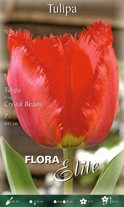 TULIPANO FRINGED CRYSTAL BEAUTY (CONFEZIONE DA 7 BULBI)