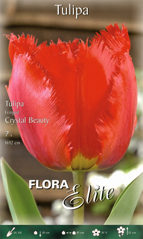 TULIPANO FRINGED CRYSTAL BEAUTY (CONFEZIONE DA 7 BULBI)