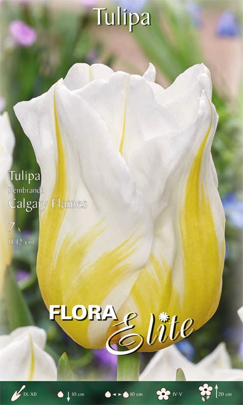 TULIPANO REMBRANDT CALGARY FLAMES (CONFEZIONE DA 7 BULBI)