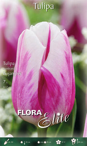 TULIPANO REMBRANDT BOJANGLES (CONFEZIONE DA 7 BULBI)