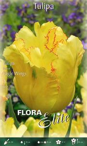 TULIPANO PARROT EAGLE WINGS (CONFEZIONE DA 7 BULBI)