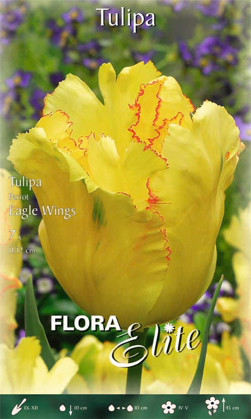 TULIPANO PARROT EAGLE WINGS (CONFEZIONE DA 7 BULBI)