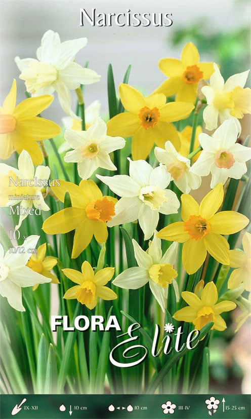 NARCISO MINIATURE MIXED (CONFEZIONE DA 10 BULBI)